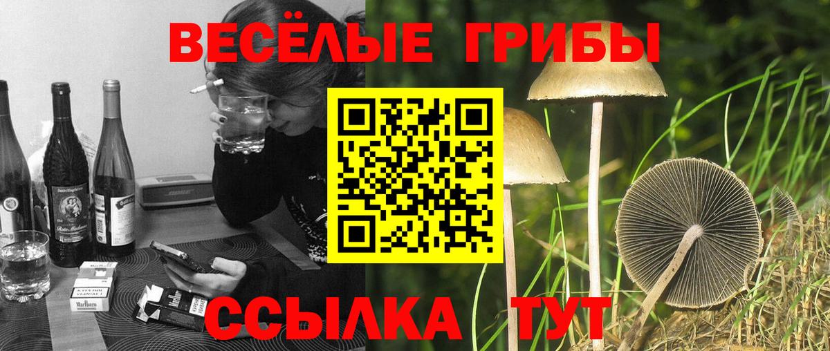 Псилоцибиновые грибы Psilocybine cubensis Белгород