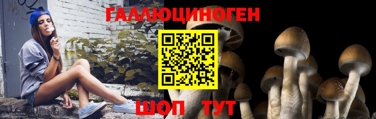 Псилоцибиновые грибы Cubensis  Белгород 